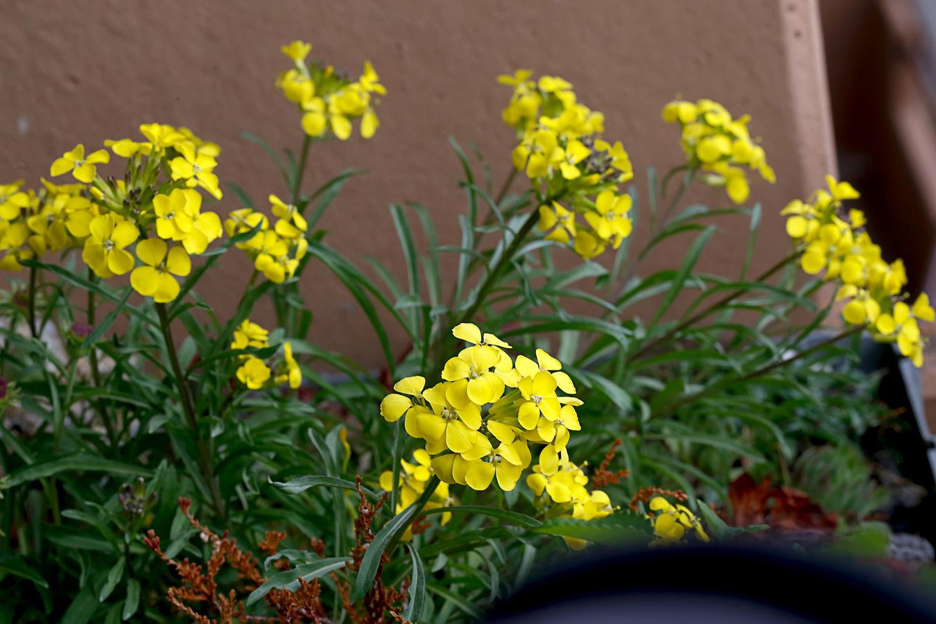 Bild 1 Duftender Schöterich Flora Natur im AustriaForum